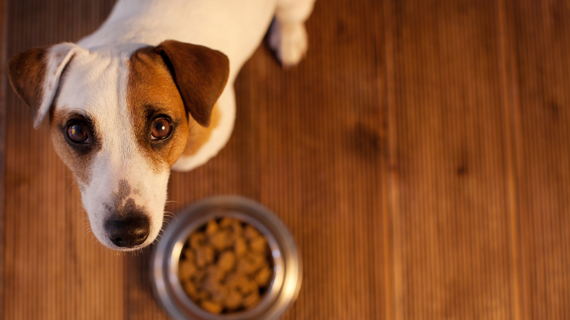 Understanding Pets